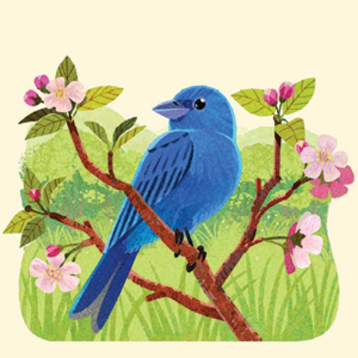 Animals of the NP Travel Match