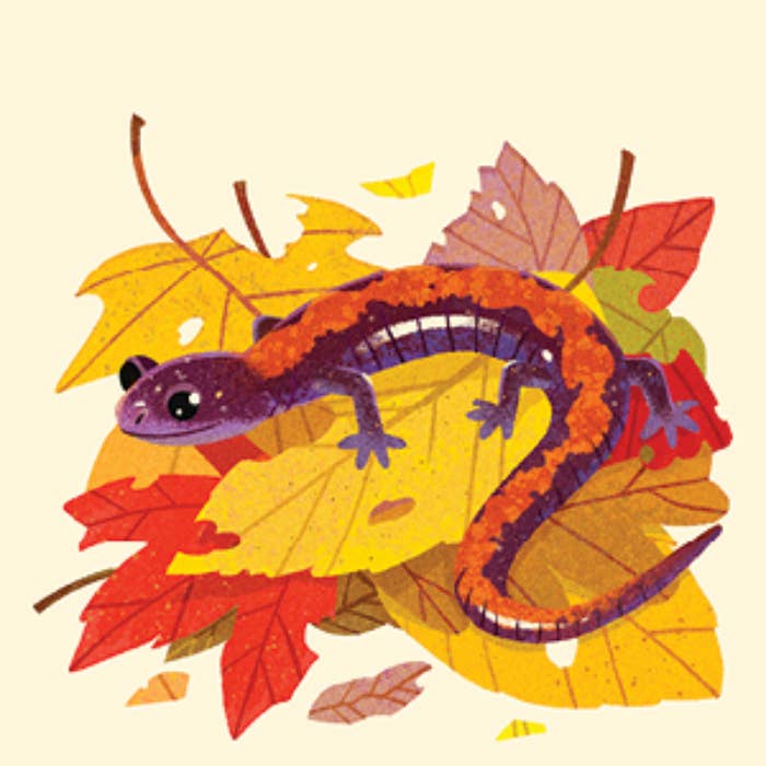 Animals of the NP Travel Match